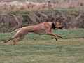 running_dog