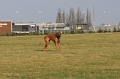 BFI_6101